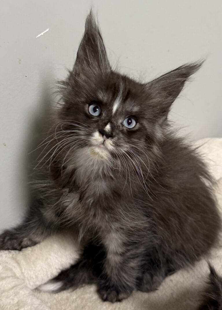Frankie - Black smoke with blue eye Maine Coon male