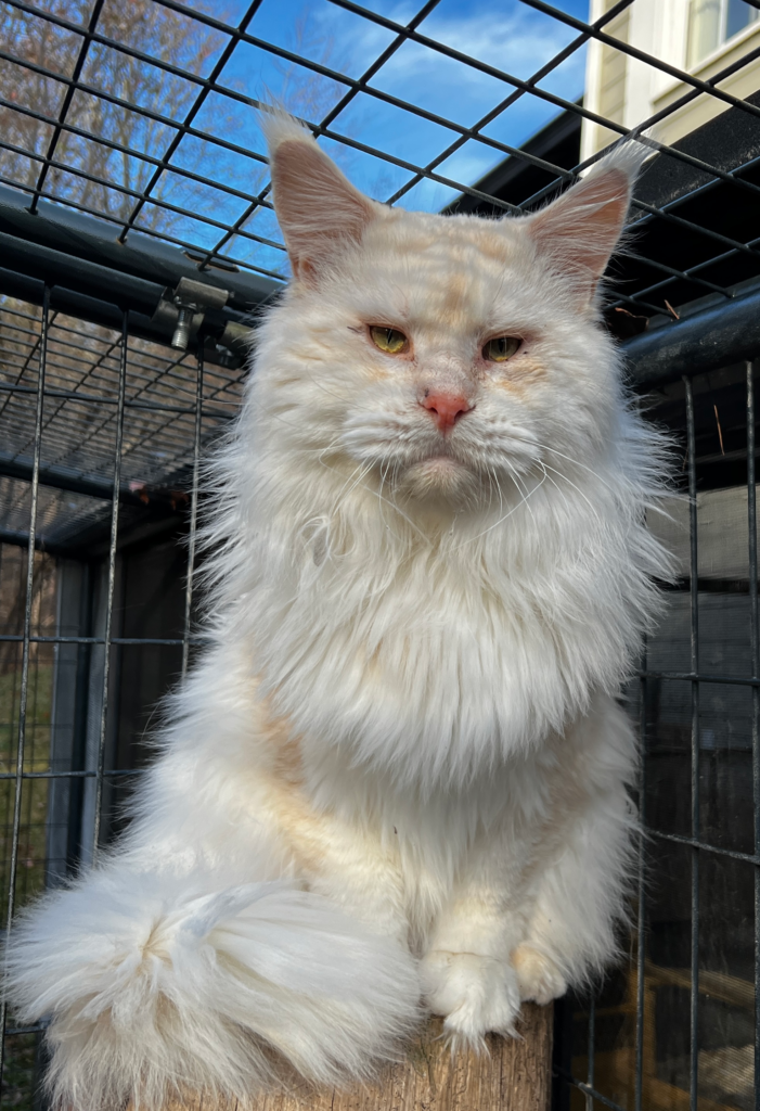 Wispurr - Shaded red silver setting on a tree stump