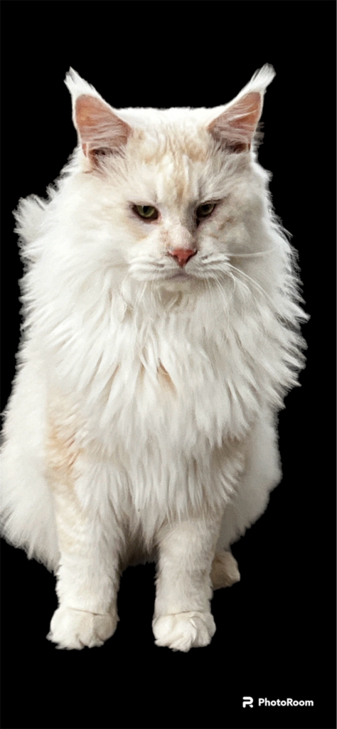 Wispurr - Shaded red silver setting with a black background