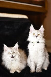 Two black silver shaded sisters with a dark background