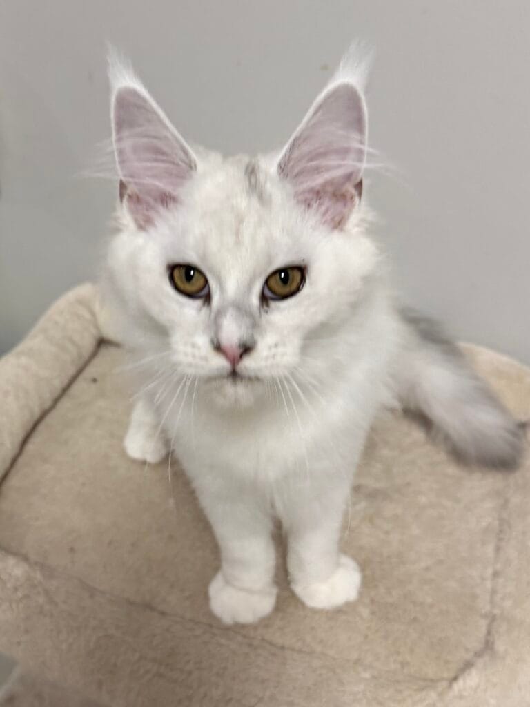 Camila - Shade black silver with white standing on a beige cat tree