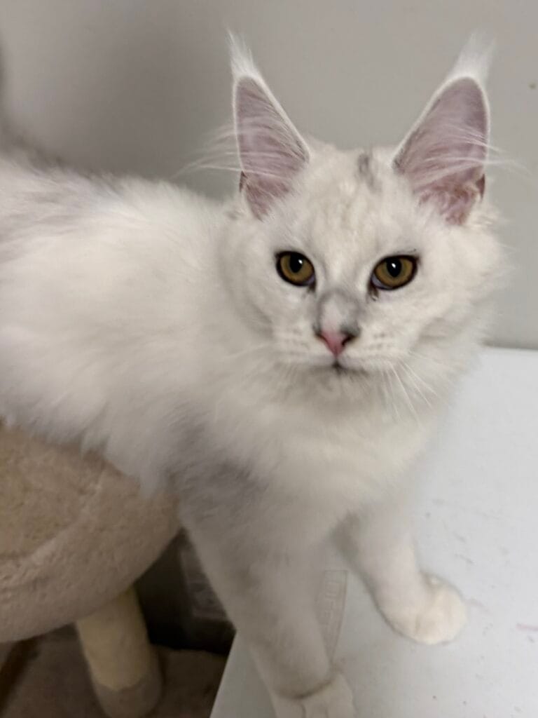 Camila - Shade black silver with white standing looking very serious