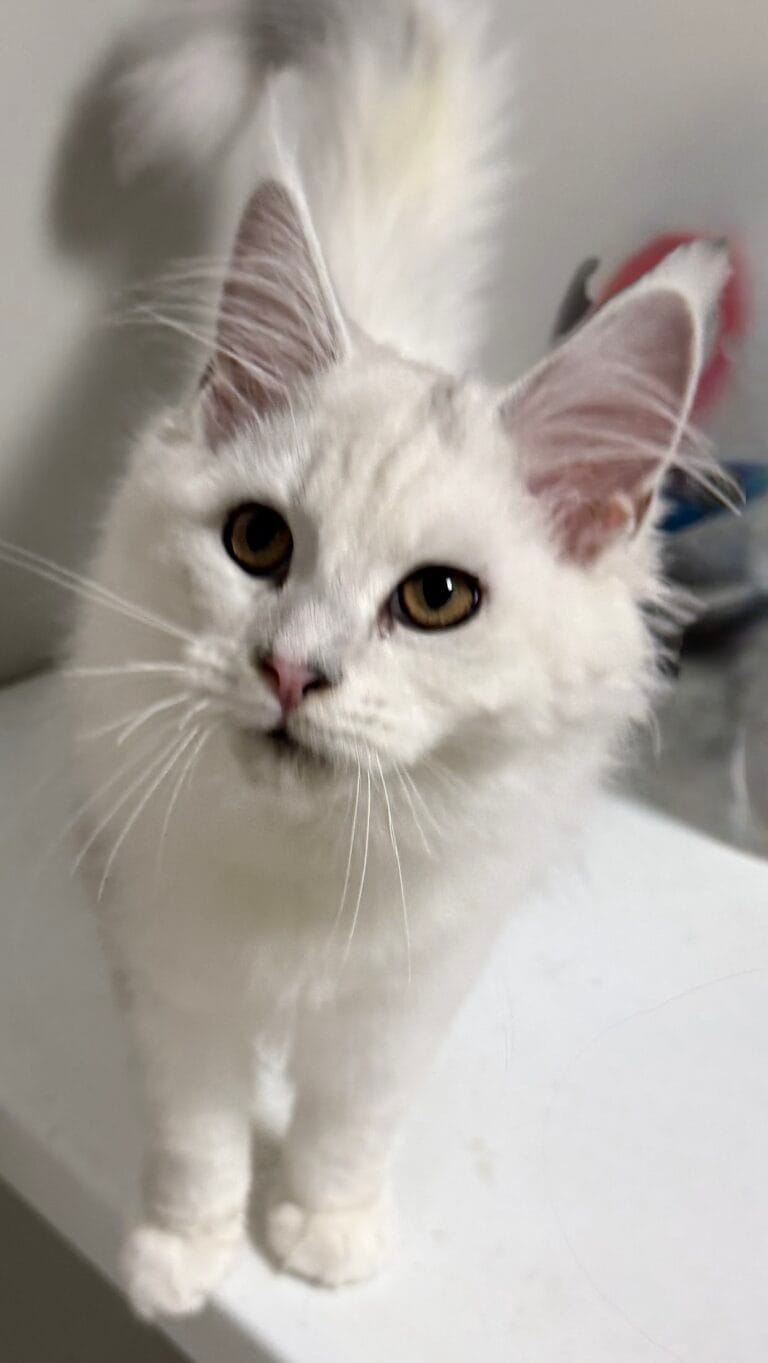 Camila - Shade black silver with white look at the camera