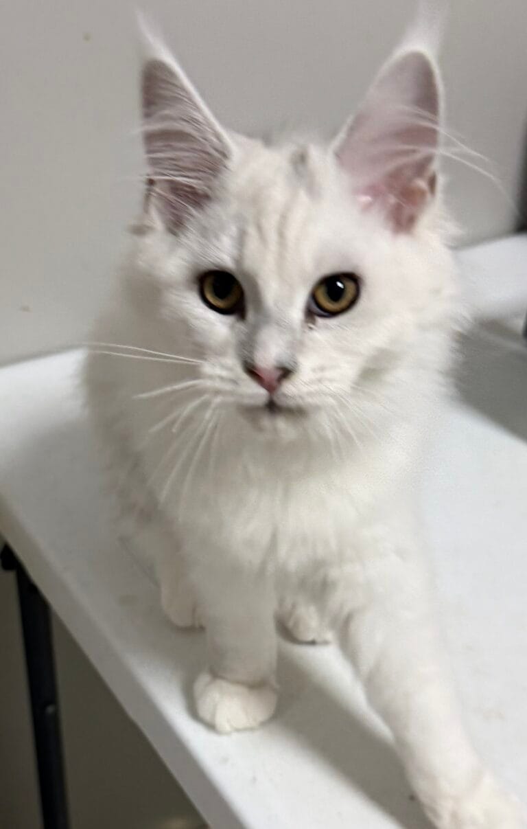 Camila - Shade black silver with white standing on a white table