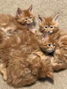 Red kittens litter all huddle together