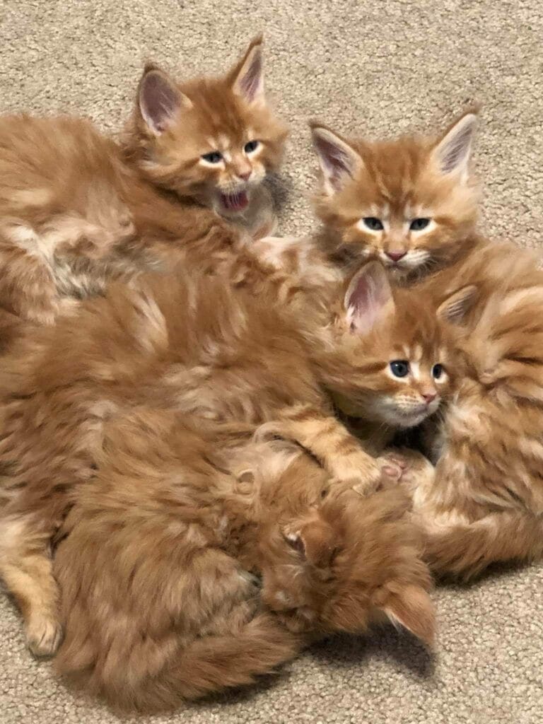 Red kittens litter all huddle together