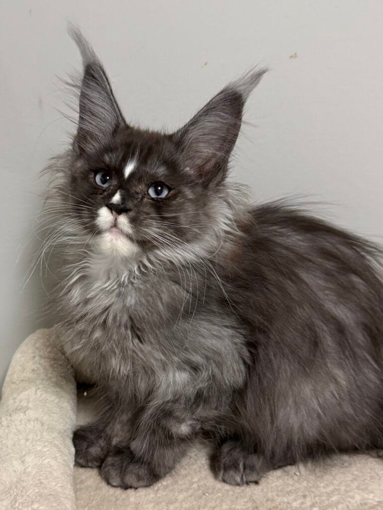 Frankie- Black smoke with white and blue eyes looking intrigued