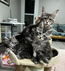 Black silver momma with her babies