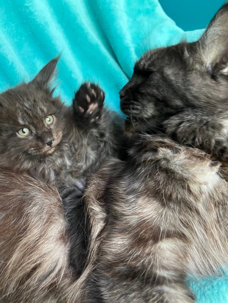 Tender picture of momma and son looking at each other