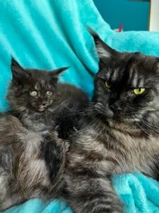 Momma and son with striking gold eyes