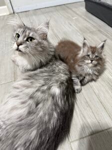 Selene with one of her babies laying down