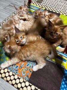 Momma in her nursery with her babies