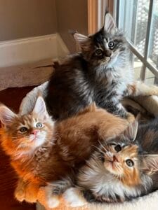Three beautiful kittens setting by the window
