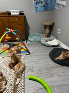 Majesti Maine Coon Cats kittens playing