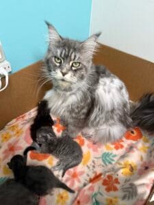 Crystal with her newborn babies _ Majestic Maine Coon Cats
