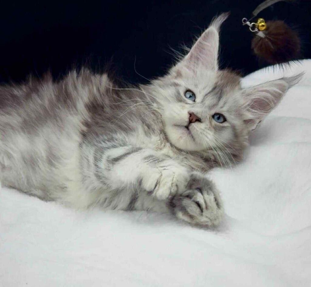 Virginia - Pale black silver with blue eyes Maine Coon female laying down on a white fluffy bed