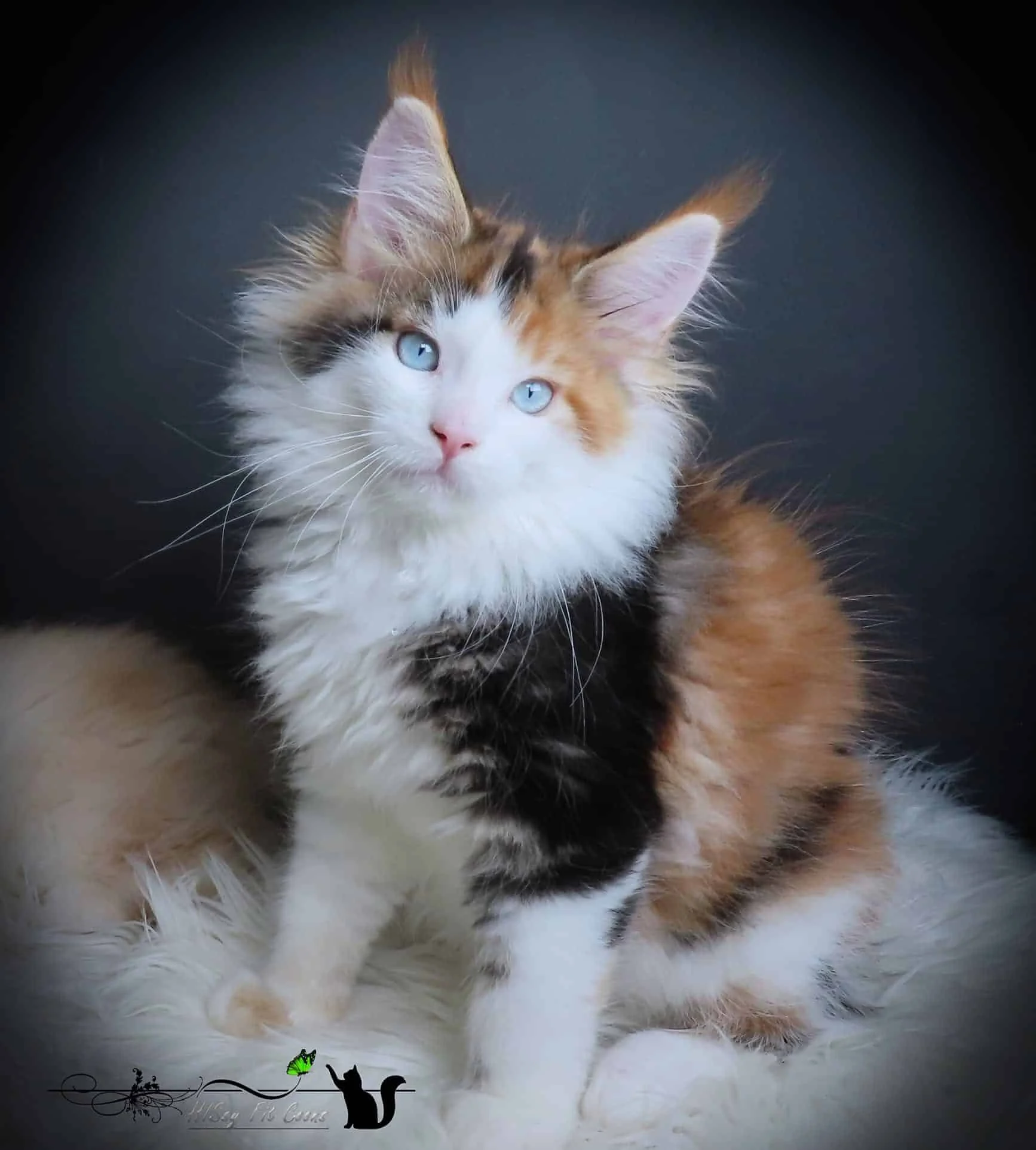 Black tortie Maine Coon female with blue eyes
