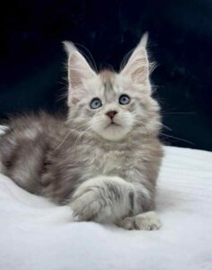 Virginia - Pale black silver with blue eyes Maine Coon female with her paw crossed