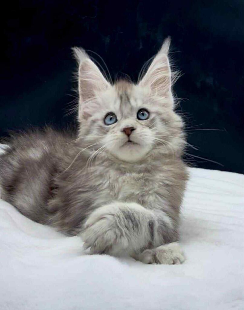 Virginia - Pale black silver with blue eyes Maine Coon female with her paw crossed