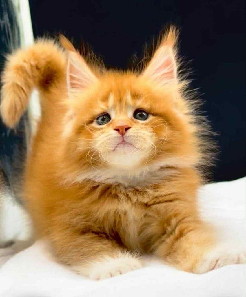 William - Solid red Maine Coon Male look up