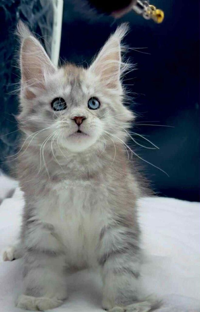 Virginia - Pale black silver with blue eyes Maine Coon female looking straight into the camera