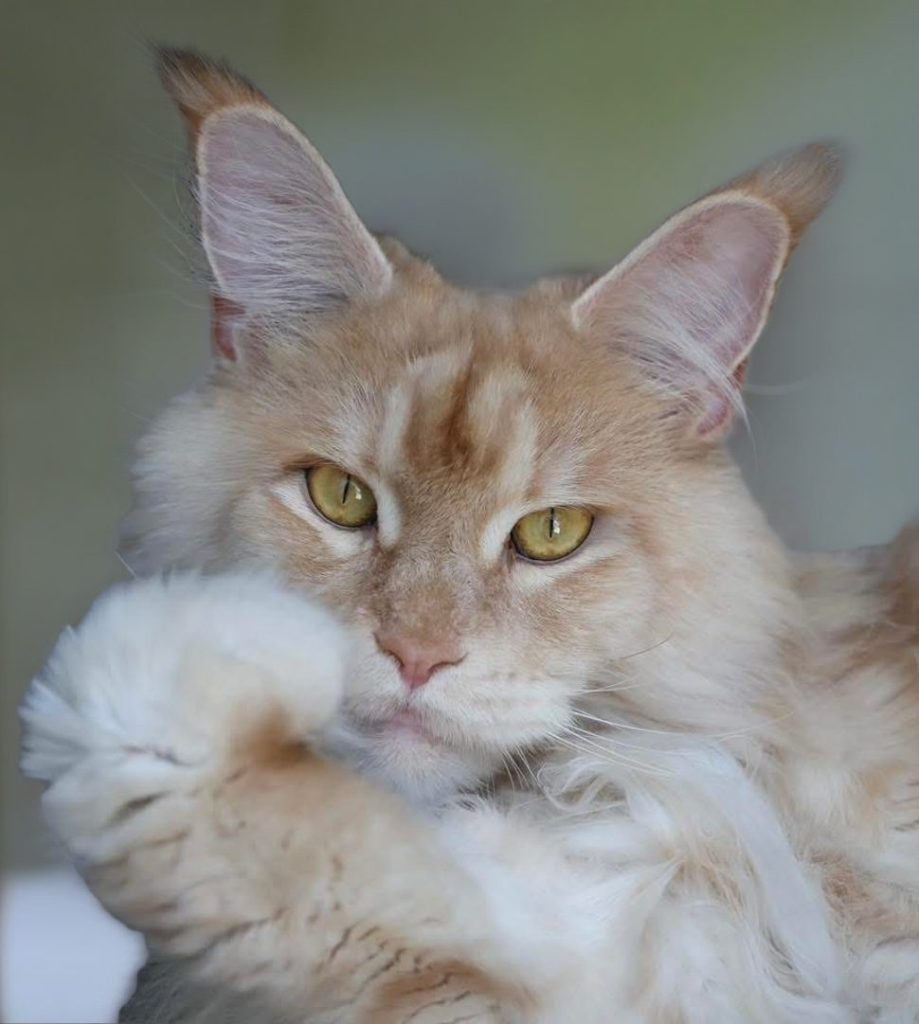 Red silver Maine Coon with is paw by his mouth