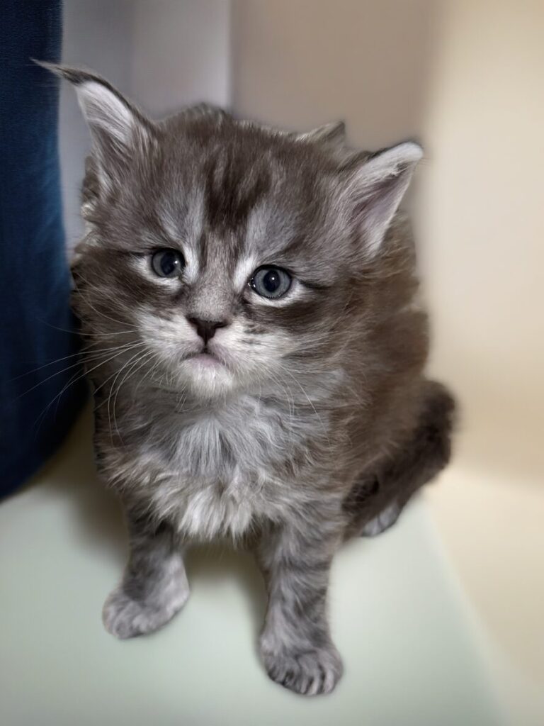 Black silver tabby Maine Coon kitten with very expressive face - FIP treatment for cats