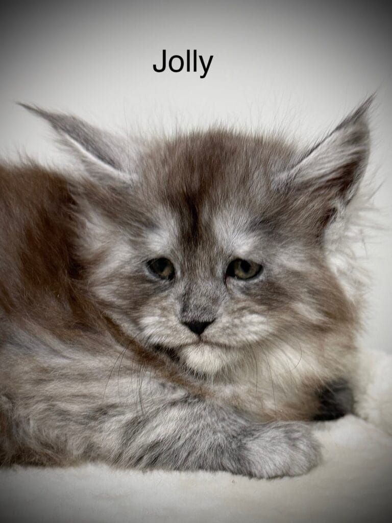 Black Smoke Maine Coon kitten looking so sweet