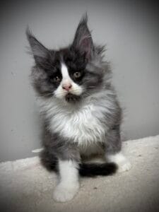 Black some with white Maine Coon kitten setting an a white rug