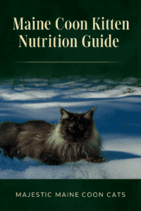 Black smoke Maine Coon Cat laying on the snow