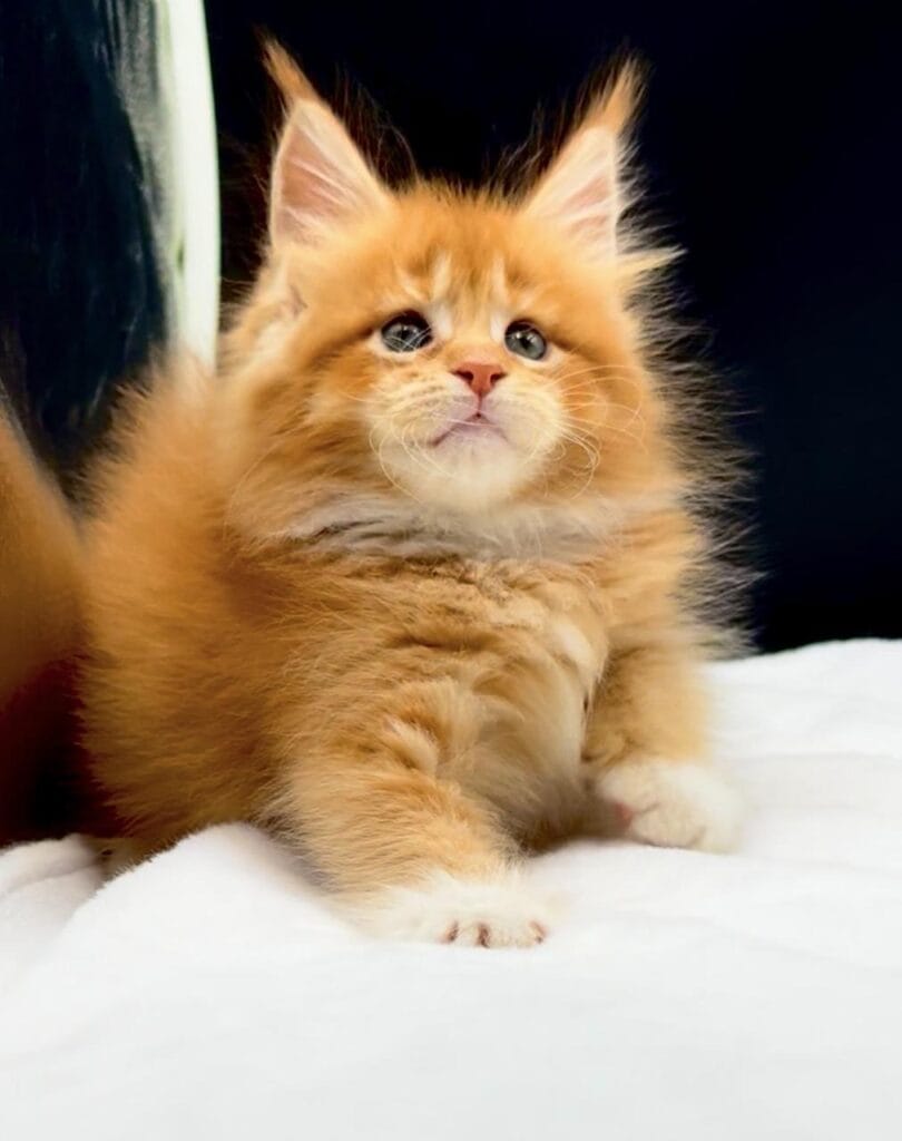 Williams - Solid red Maine Coon Male with a dark background