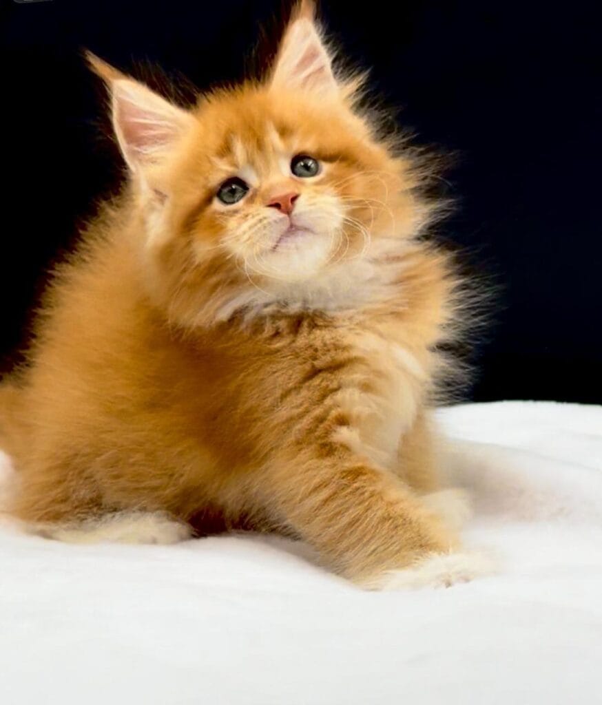 Wiliams a red Maine Coons in a black background and white carpet