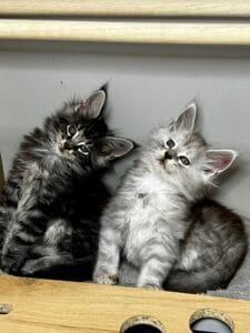 Maine Coon kitten care – two kittens sitting together
