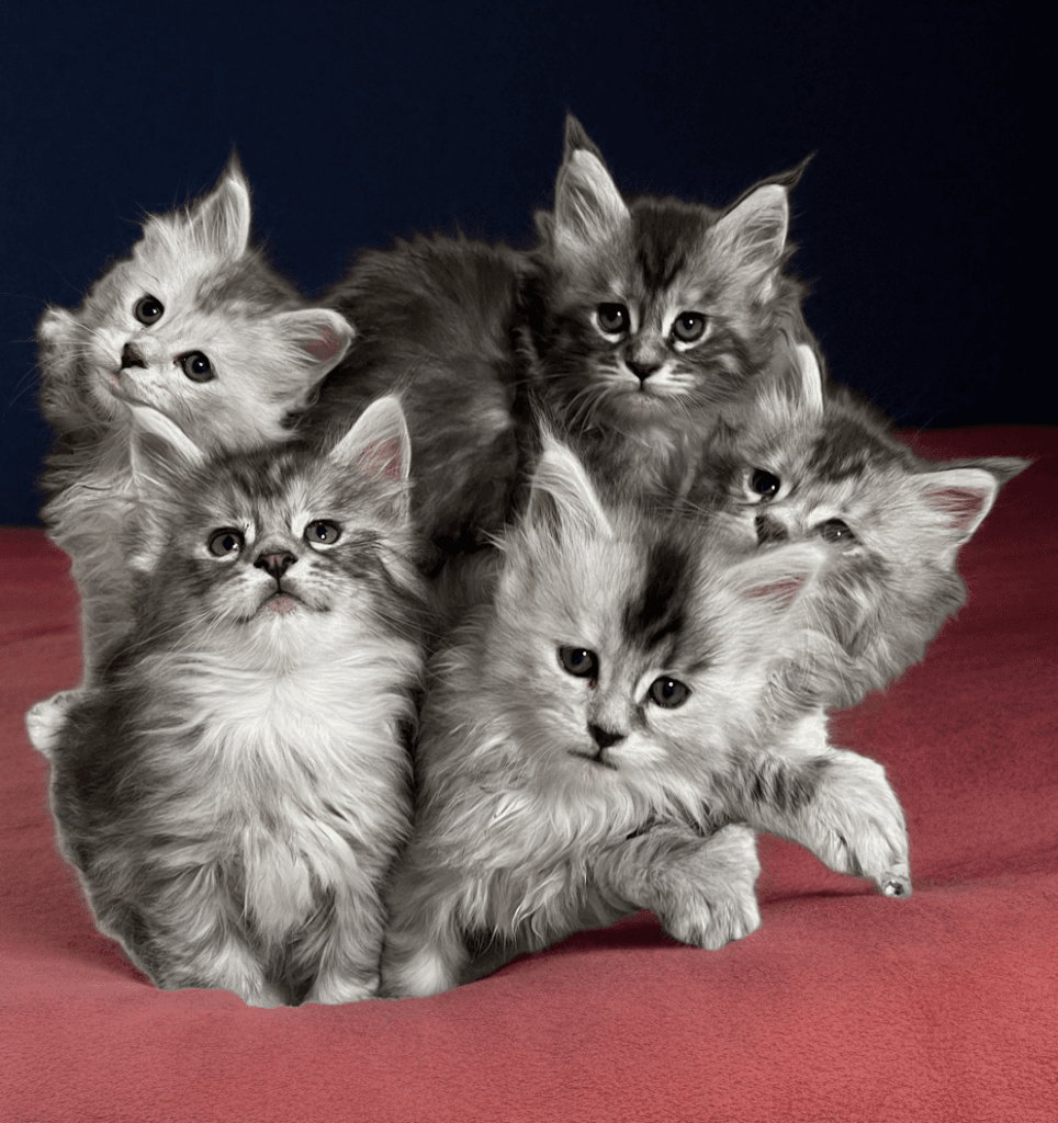 Litter of black silver Maine Coon kittens in a red carpet