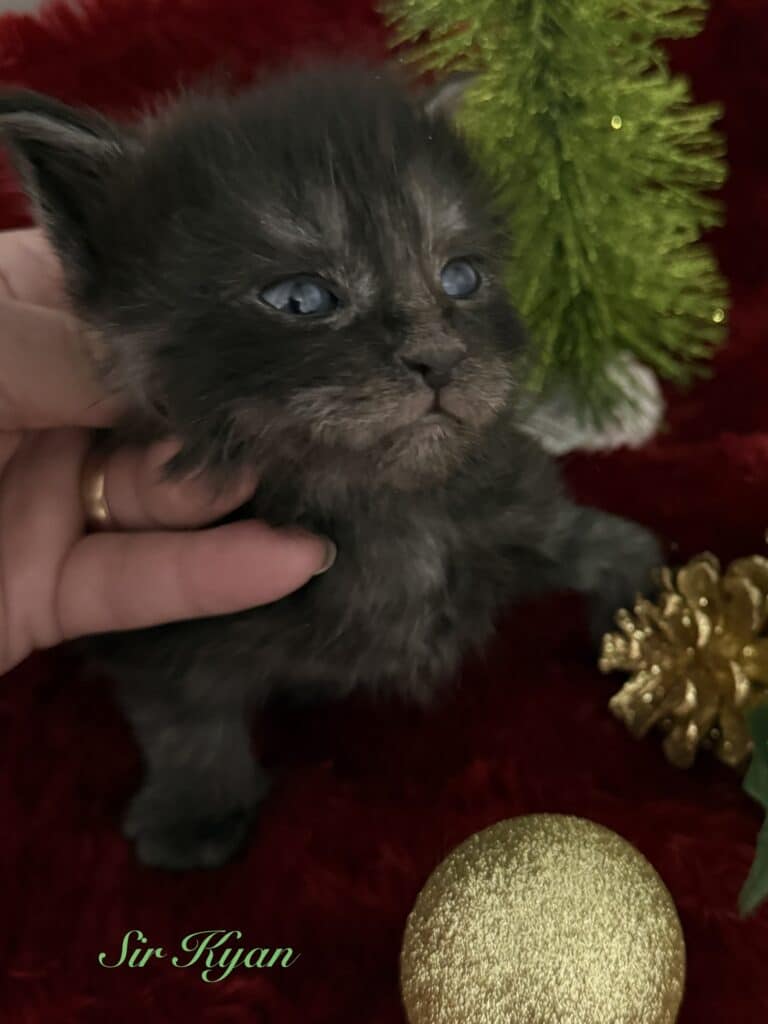 Sir Kyan, a Black Smoke Maine Coon kitten with a playful expression.in a Christmas background