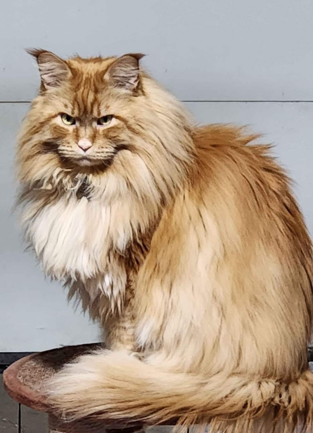 Red male Maine Coon with very think mane and coat