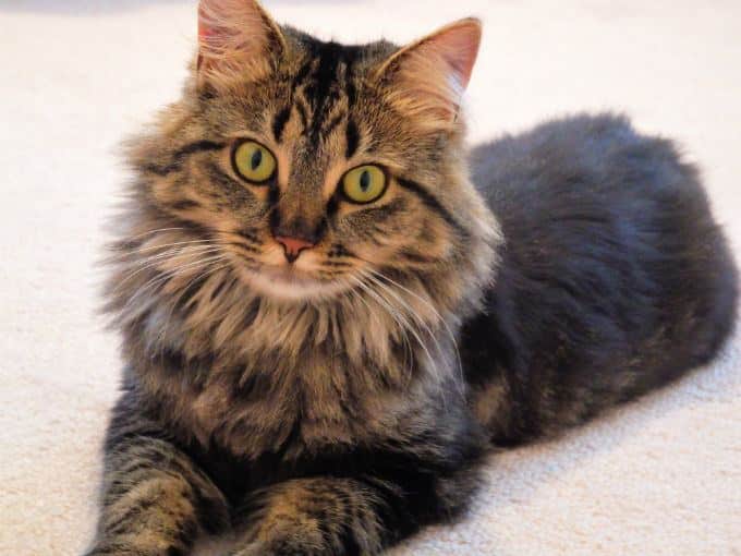 Solid blue Maine Coon Cat with very strong feature