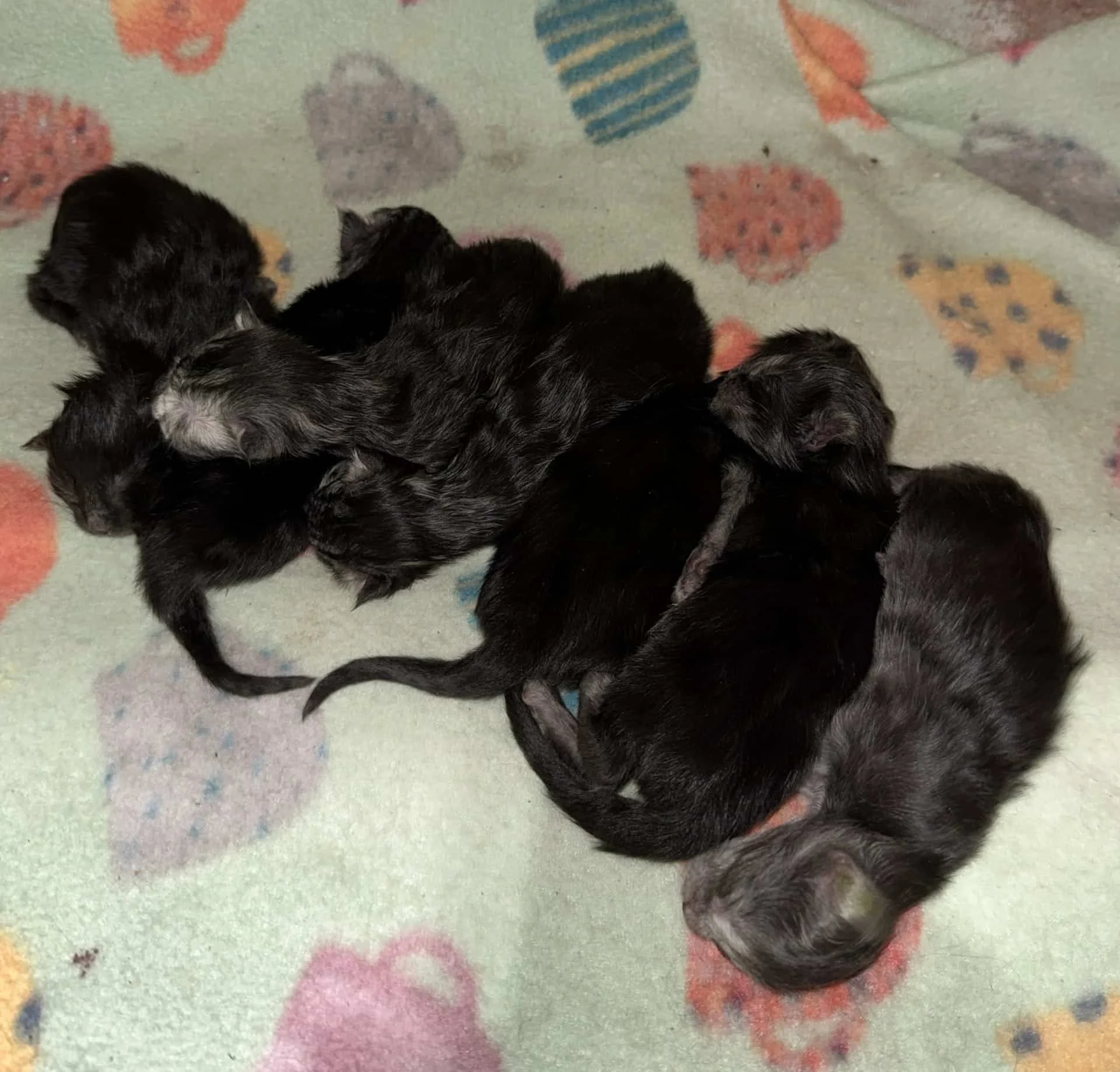 new born kittens laying on a blanket