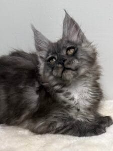 Black smoke Maine Coon kitten looking up with beautiful coper eyes