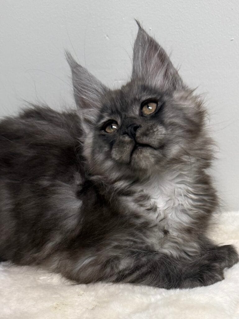 Black smoke Maine Coon kitten looking up with beautiful coper eyes