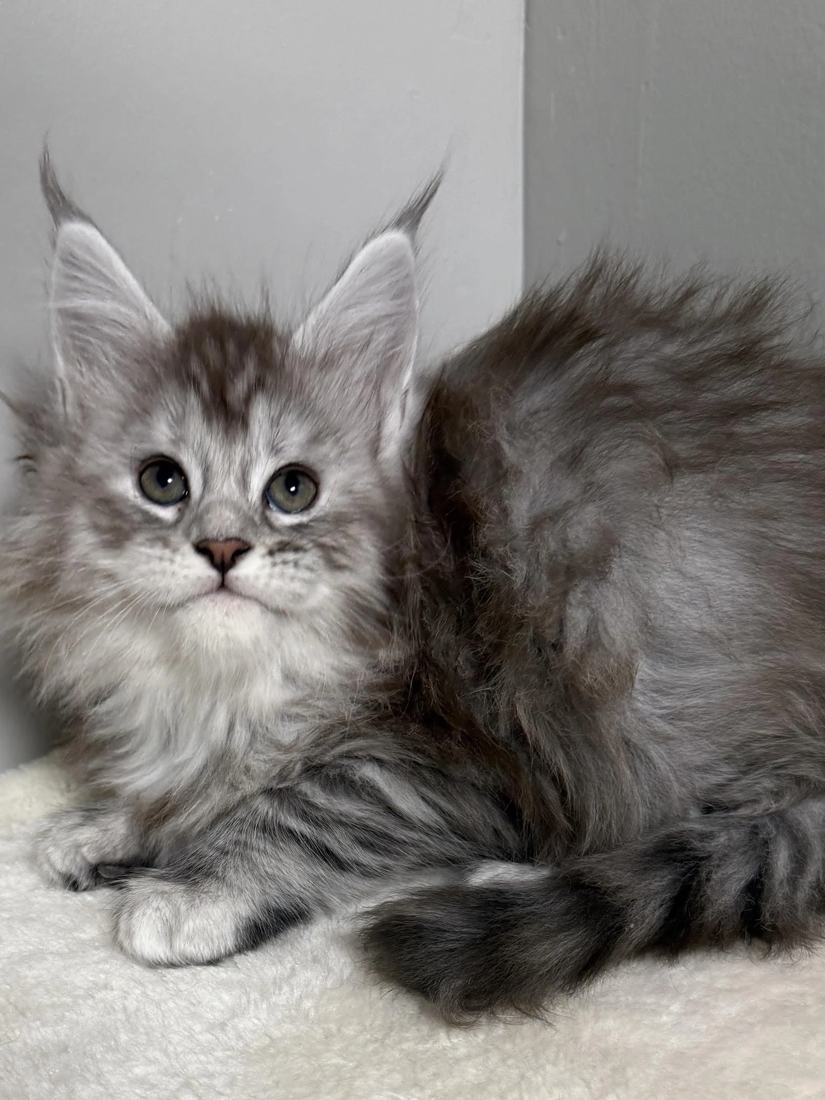 Black silver tabby Maine Coon kitten with distinctive facial markings