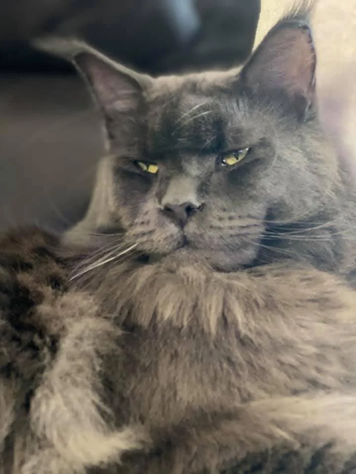 Solid blue Maine Coon Cat with very strong features