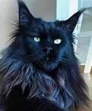 Black Maine Coon female with striking gold eyes