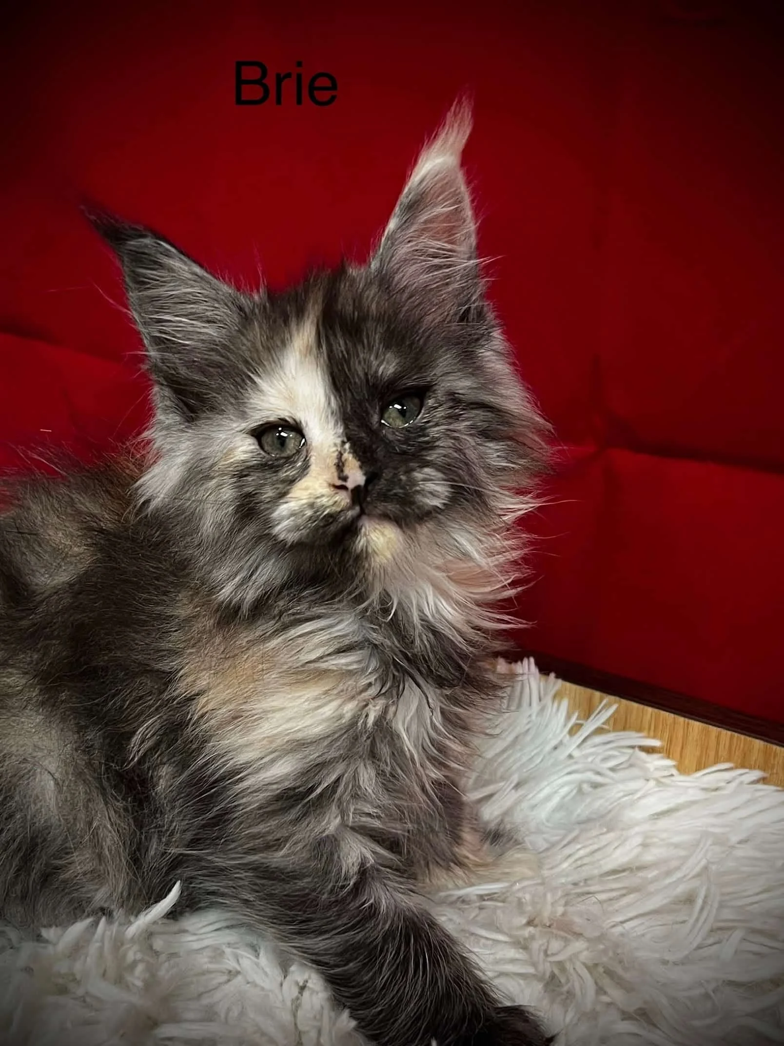 black tortie Maine Coon kitten with beautiful markings