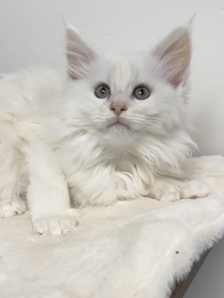 Red shaded Maine Coon kitten laying down on a plush bed booking seriously the camera