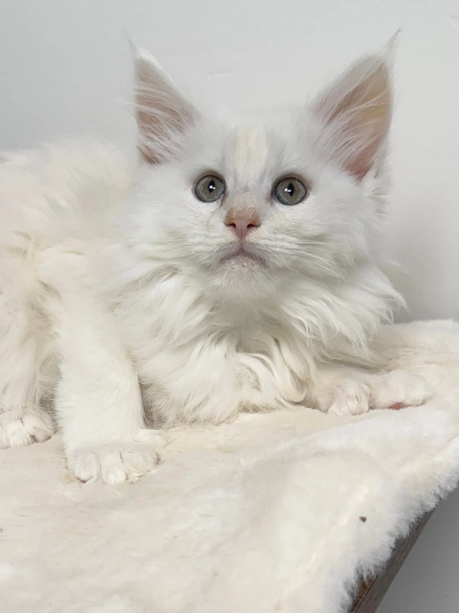 Red silver shaded Maine Coon kitten resting on a white bed