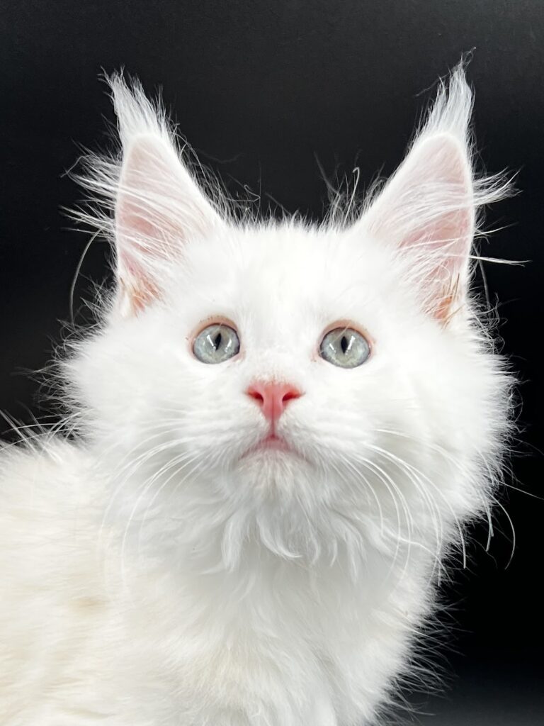 Beautiful shaded red silver Maine Coon kitten with striking eyes and black background
