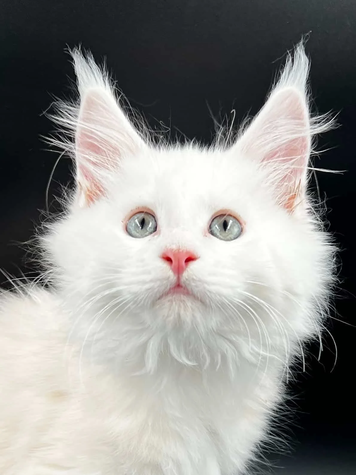 Beautiful red shaded kitten with adorable face