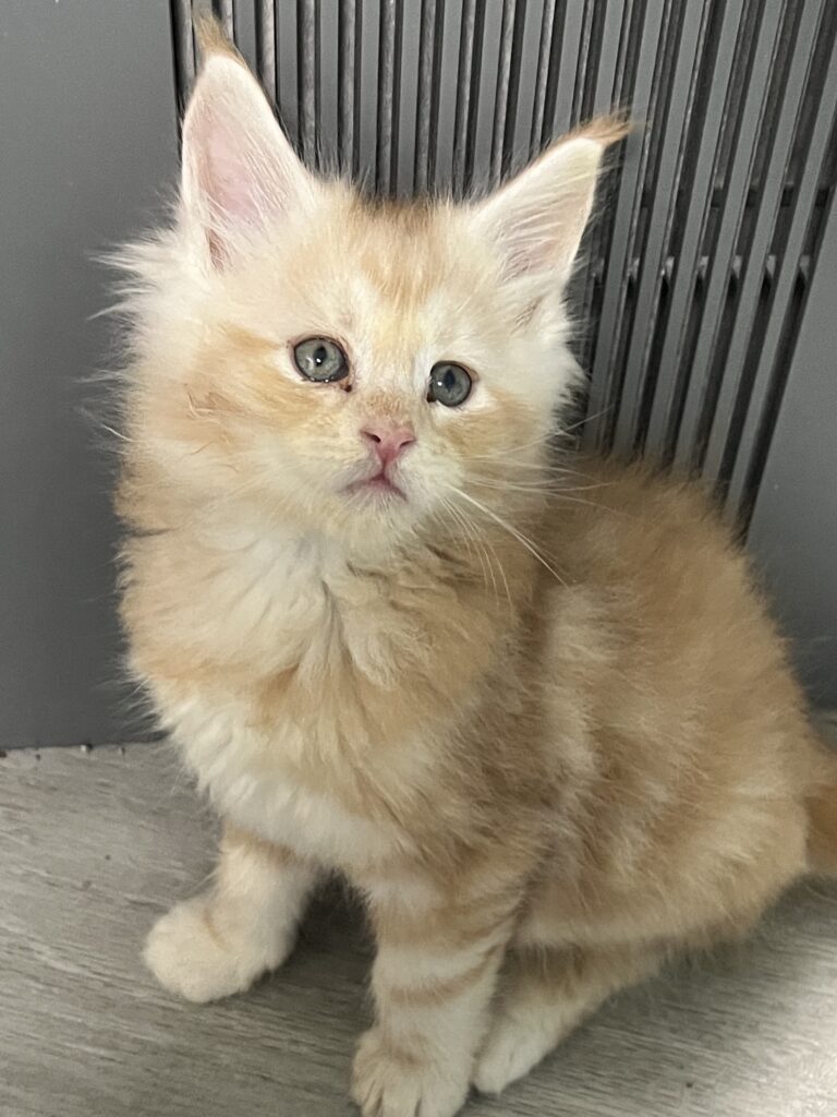 Solid red Maine Coon kitten with hazel eyes looking so cute