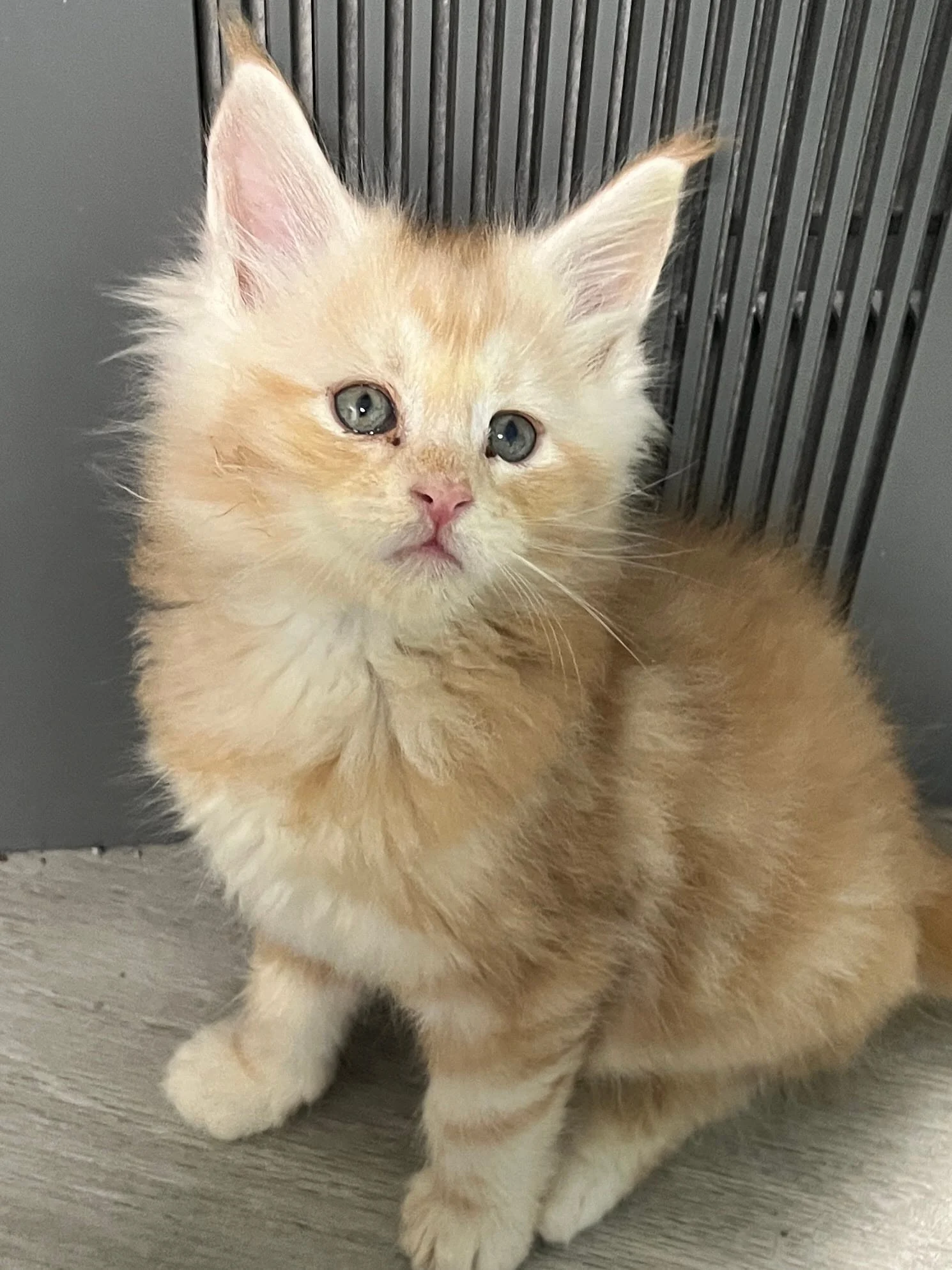 Solid red Maine Coon kitten with long ears and tips
